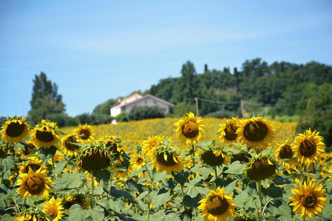 Le Piume B&B Cupramontana Extérieur photo